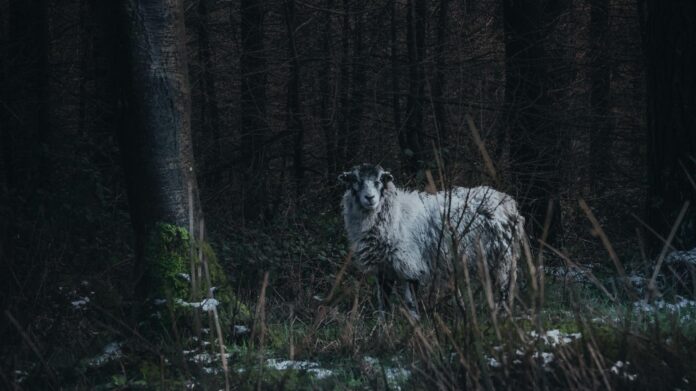 sheep in forest